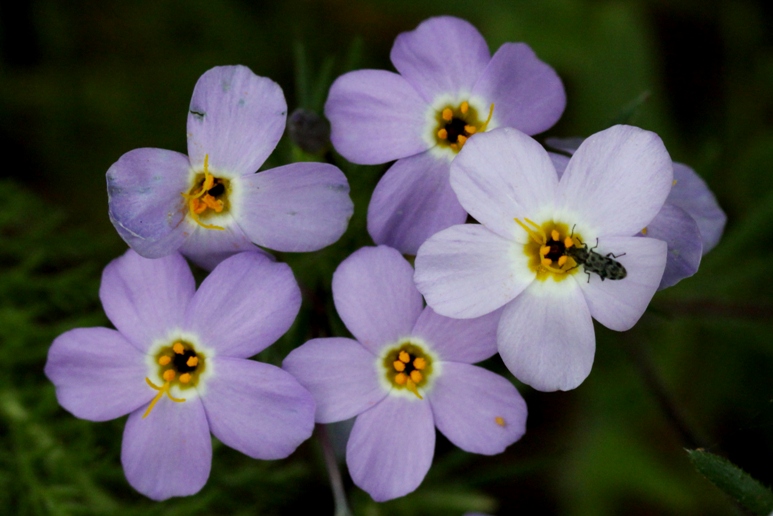 jasper ridge flower